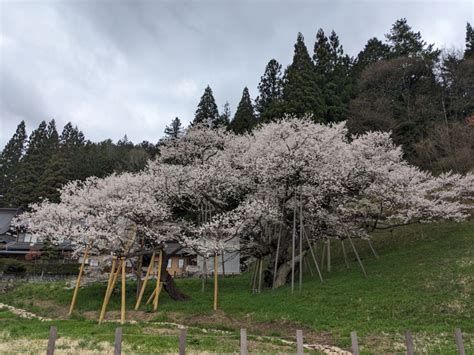 令和6年 臥龍桜開花情報